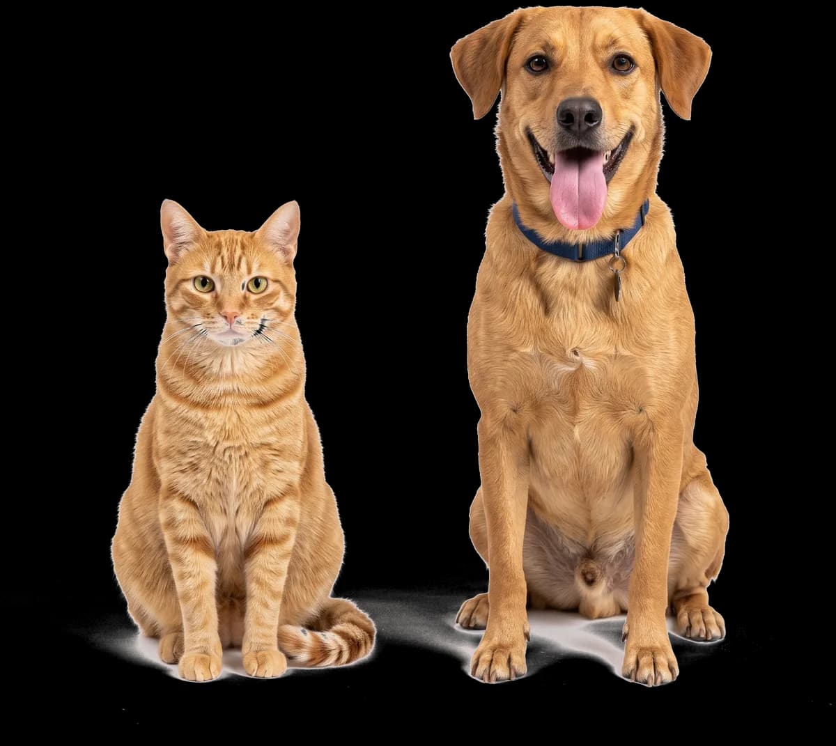 Cachorro caramelo e gato laranja sentados lado a lado